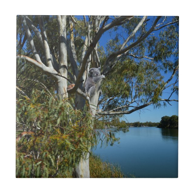 Koala Bear Sleeping In Gum Tree, Tile (Front)