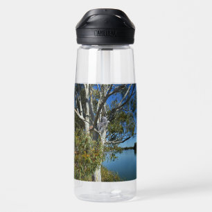 Koala Bear Sleeping In Gum Tree, Water Bottle