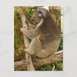 Koala bear sleeping on a tree postcard