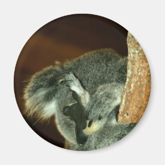 Koala Bear, Sleeping with paw over face Magnet