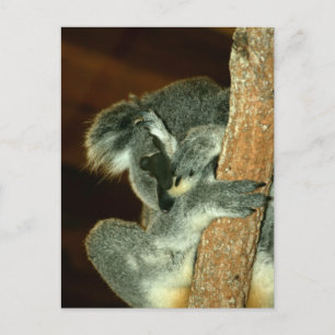 Koala Bear, Sleeping with paw over face Postcard
