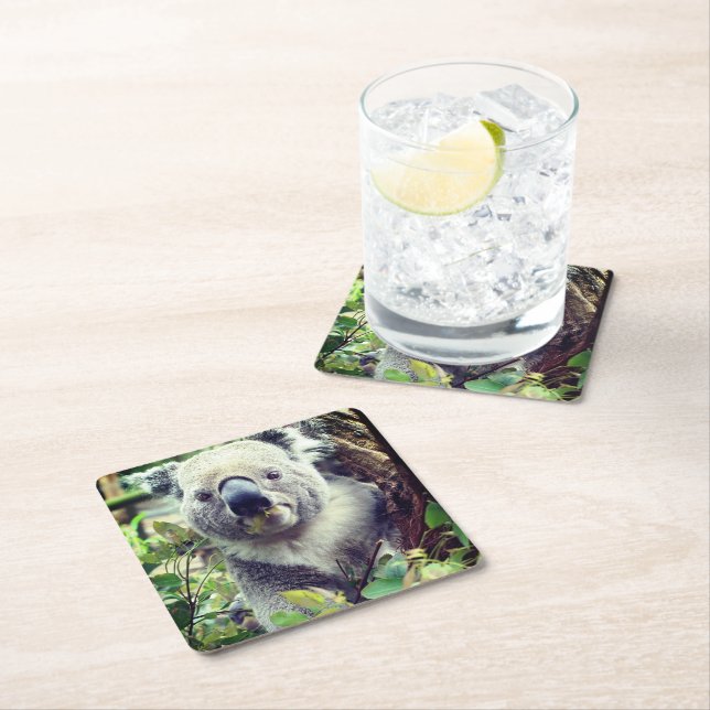 Koala Bear Square Paper Coaster (Insitu)