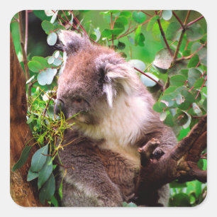 Koala Bear  Square Sticker