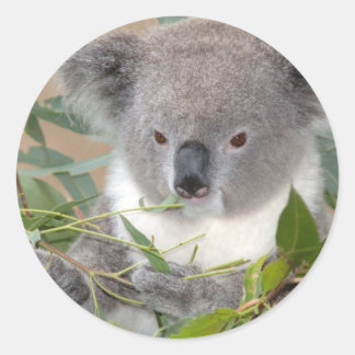 Koala Bear Sticker