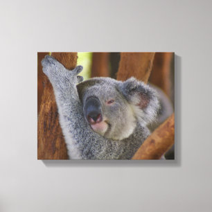 Koala Bear Wrapped Canvas