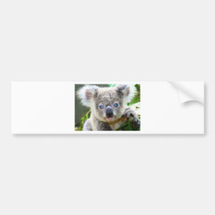 Koala Bears Bumper Sticker