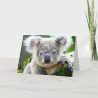 Koala Bears