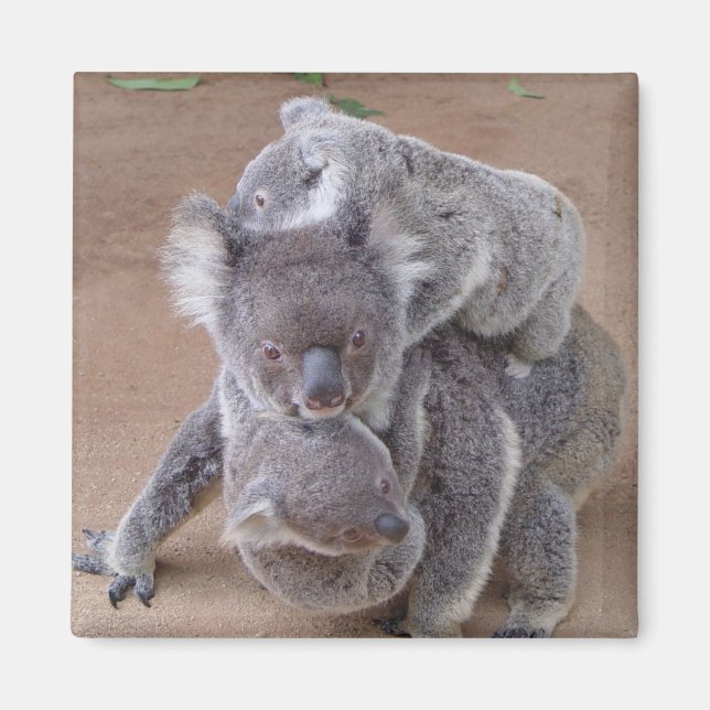 Koala Bears Magnet (Front)