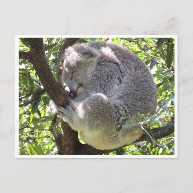 koala bundle postcard (Front)
