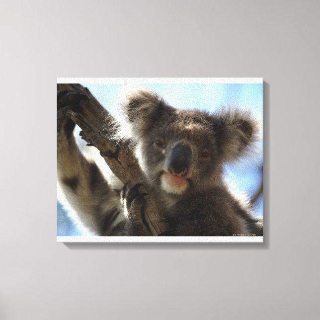 koala canvas print (Front)