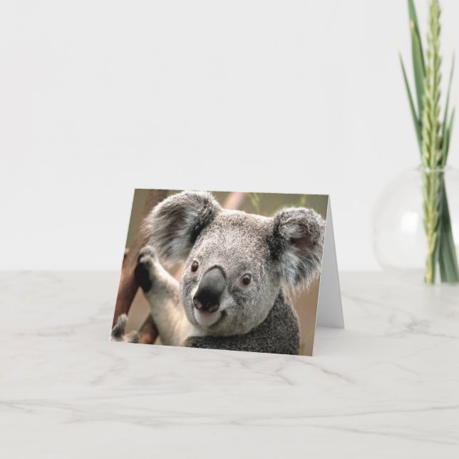 Koala Card (Front)