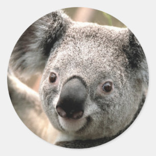 Koala Classic Round Sticker
