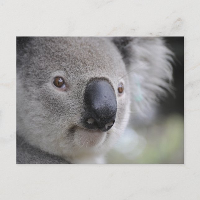 Koala Close-up Photo Postcard (Front)
