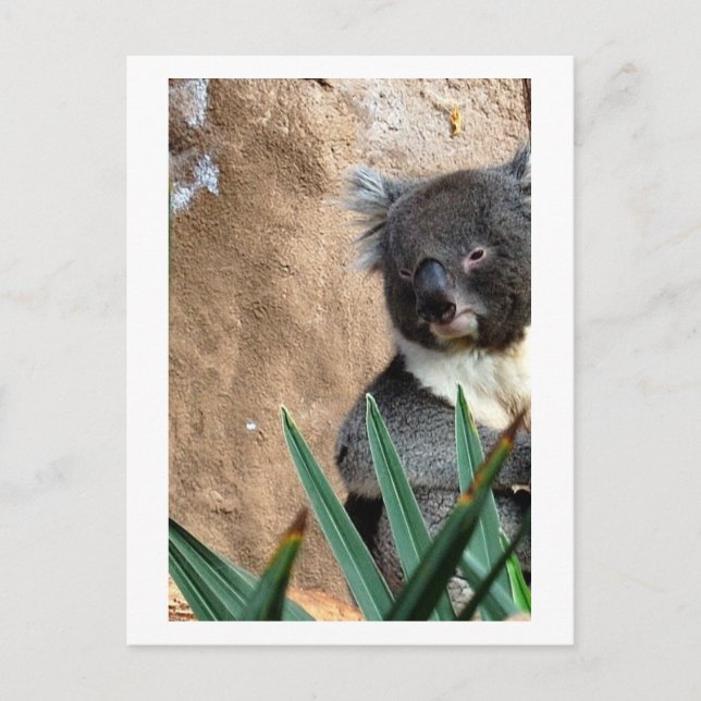 Koala Close-Up Postcard (Front)