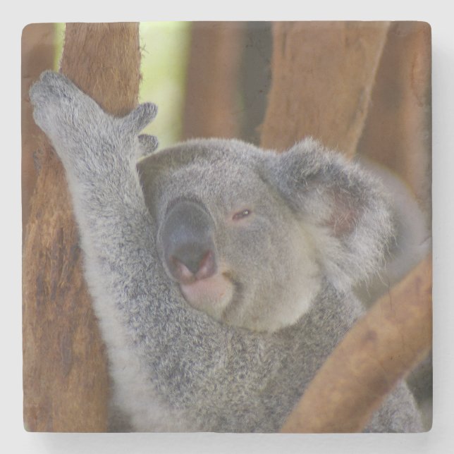 Koala Coaster (Front)
