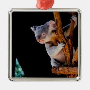 Koala Cute in Tree Gray Metal Tree Decoration