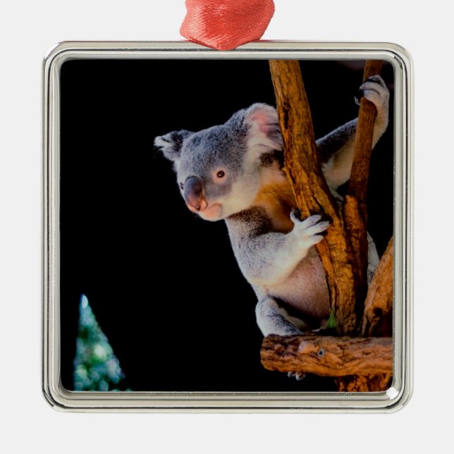 Koala Cute in Tree Gray Metal Tree Decoration (Front)