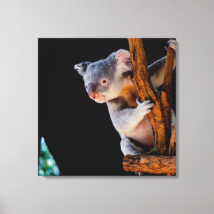Koala Cute in Tree Grey Canvas Print