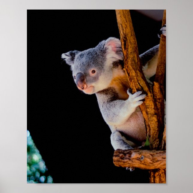 Koala Cute in Tree Grey Poster (Front)