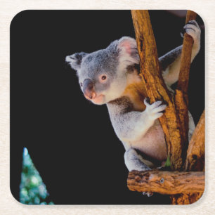 Koala Cute in Tree Grey Square Paper Coaster