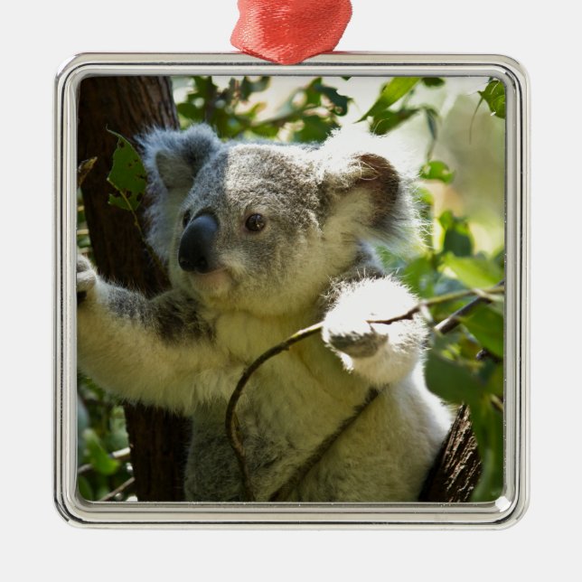 Koala cutie metal tree decoration (Front)