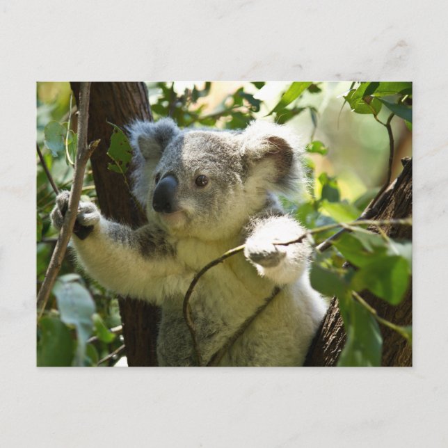 Koala cutie postcard (Front)