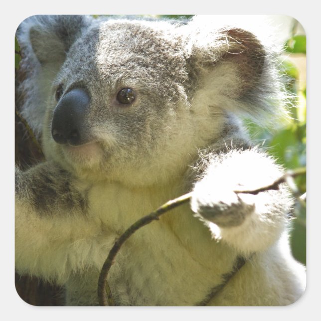 Koala cutie square sticker (Front)