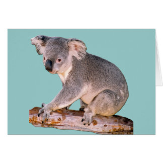 Koala Drawing