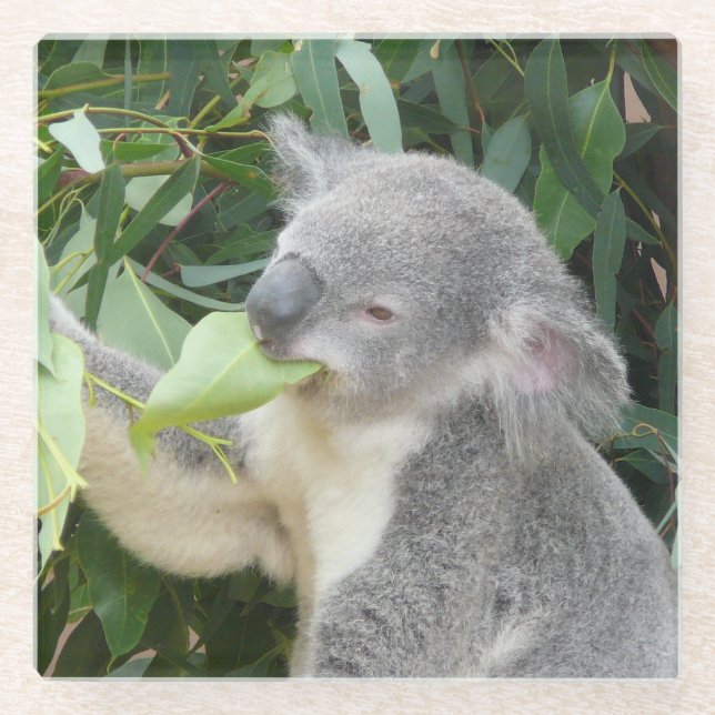 Koala Eating Gum Leaf Glass Coaster (Front)