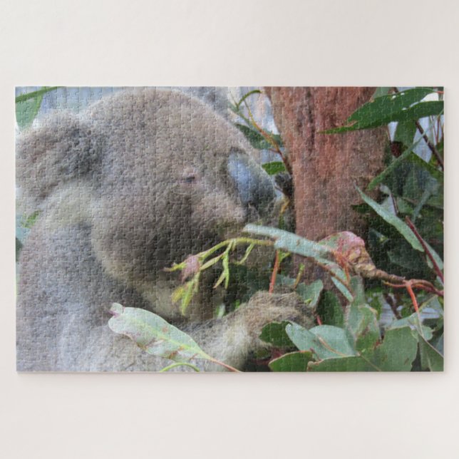koala eating jigsaw puzzle (Horizontal)