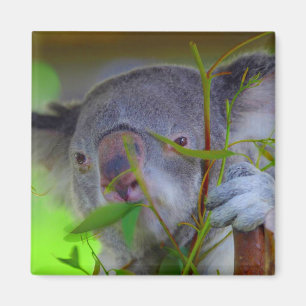 Koala Eating Magnet
