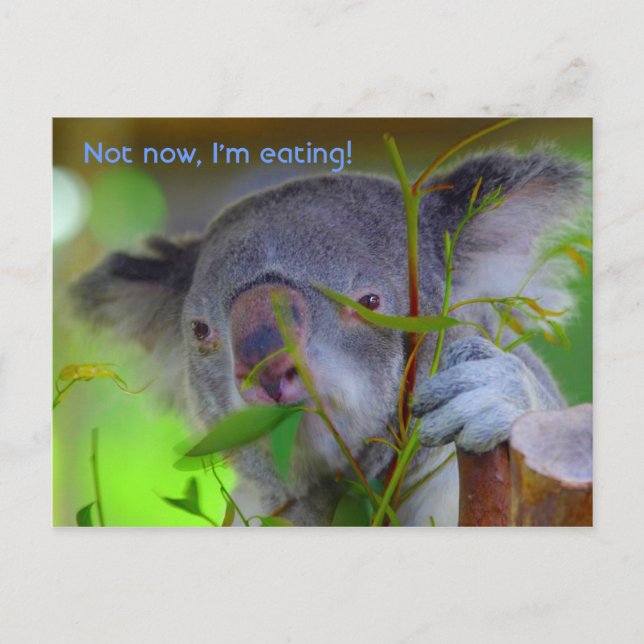 Koala Eating Post Card (Front)
