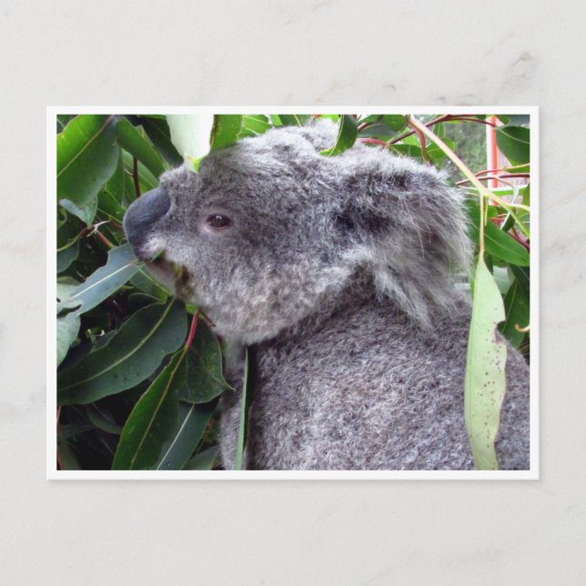 koala eats postcard (Front)
