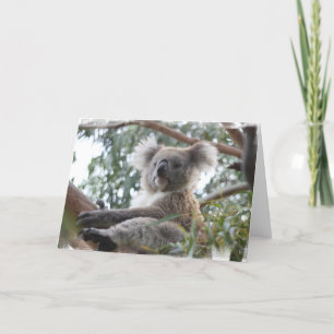 Koala Greeting Card