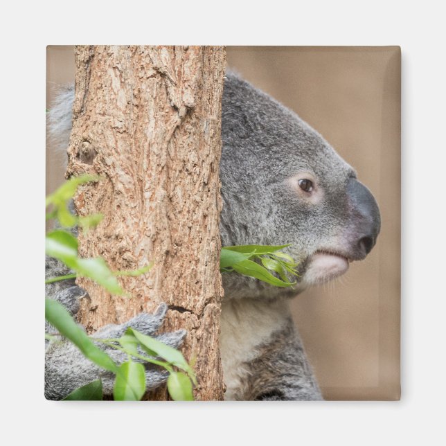 Koala Headshot Magnet (Front)