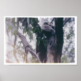 Koala in a Tree Poster