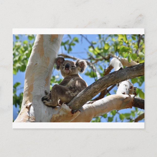 KOALA IN TREE QUEENSLAND AUSTRALIA POSTCARD (Front)