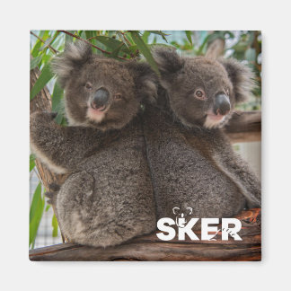 Koala Joey's Magnet