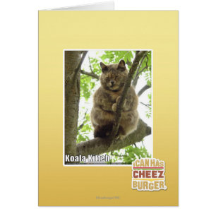 Koala Kitteh