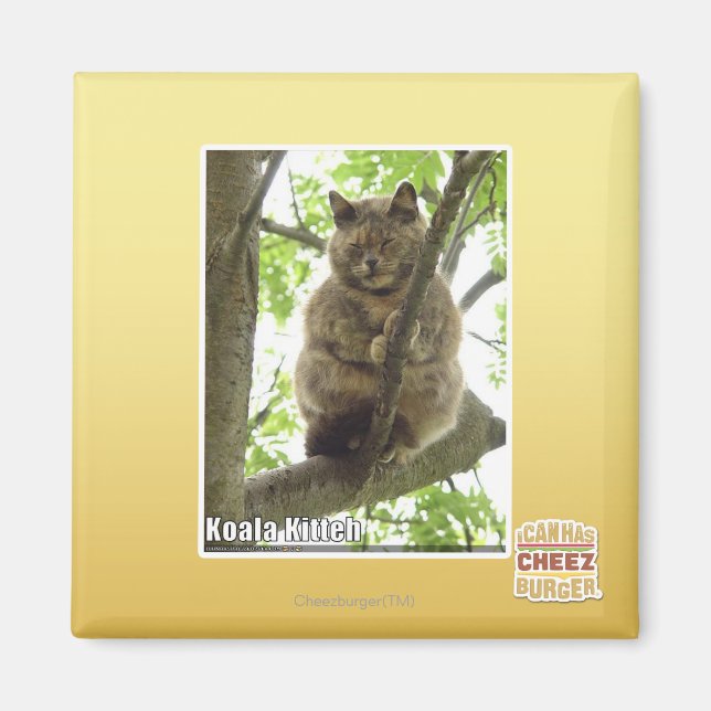 Koala Kitteh Magnet (Front)
