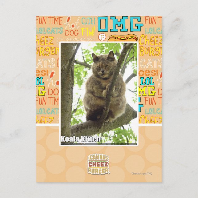 Koala Kitteh Postcard (Front)