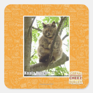 Koala Kitteh Square Sticker