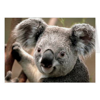 Koala line