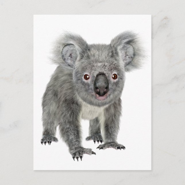 Koala Looking Forward Postcard (Front)