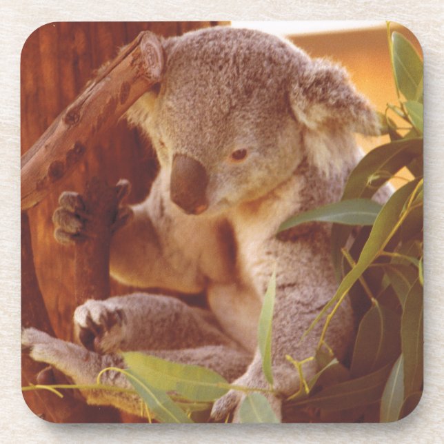 Koala love coaster (Front)
