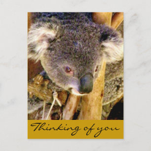 Koala Love_ Postcard