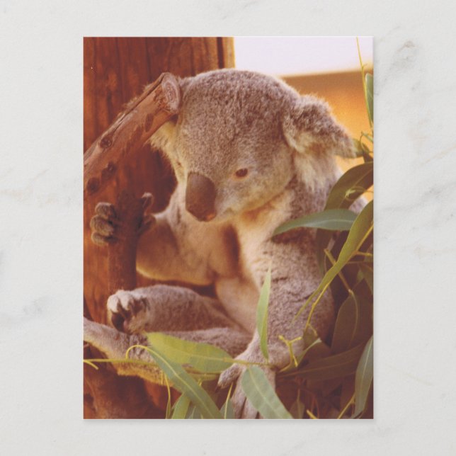 Koala love postcard (Front)