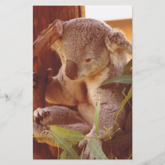 Koala love stationery (Front)