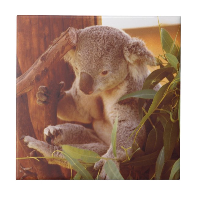 Koala love tile (Front)