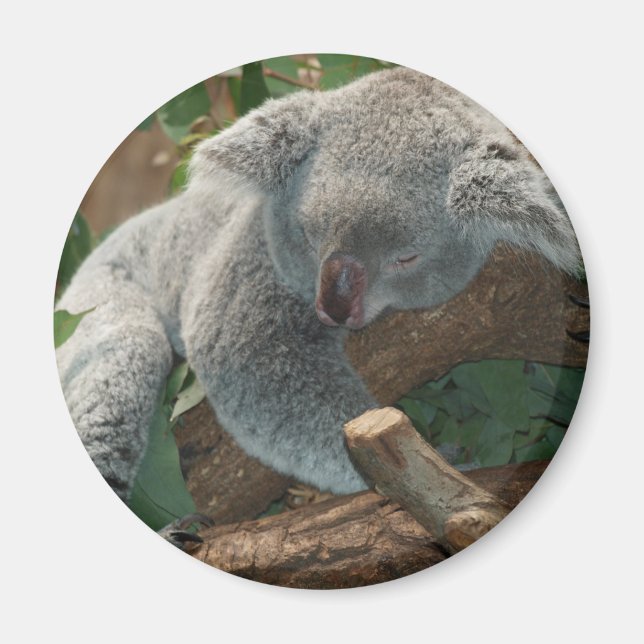 Koala Magnet (Front)